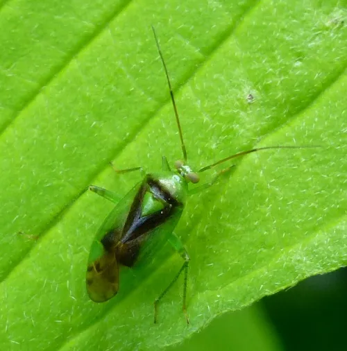 Neolygus viridis - Neolygus viridis