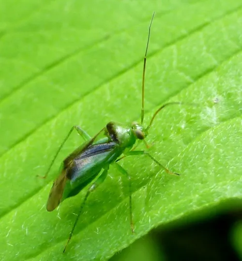 Neolygus viridis - photo 2