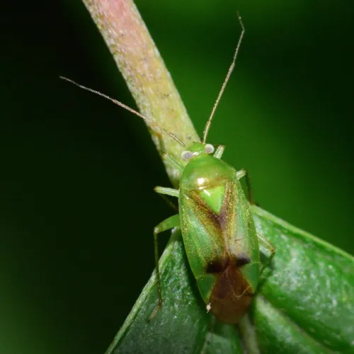 Neolygus viridis - photo 3
