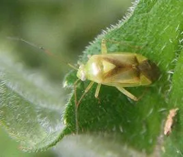 Neolygus viridis - photo 4