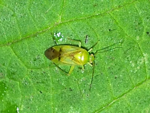 Neolygus viridis - photo 5
