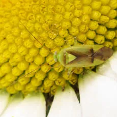 Neolygus viridis - photo 6