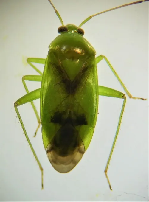 Neolygus viridis - photo 7