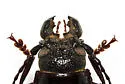 Neomallodon arizonicus - photo 2
