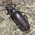 Neomallodon arizonicus - photo 3