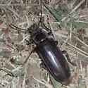 Neomallodon arizonicus - photo 4
