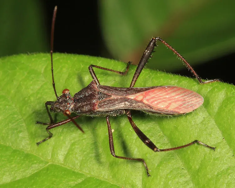 Neomegalotomus parvus