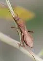 Neomegalotomus rufipes
