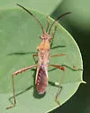 Neomegalotomus rufipes - photo 3