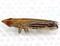 Neomegamelanus elongatus - photo 4