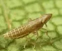 Neomegamelanus lautus