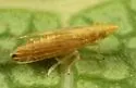 Neomegamelanus lautus - photo 2
