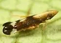 Neomegamelanus lautus - photo 3