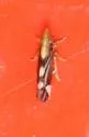 Neomegamelanus lautus - photo 4