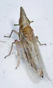 Neomegamelanus penilautus