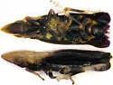 Neomegamelanus spartini - Neomegamelanus spartini
