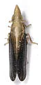 Neomegamelanus spartini - photo 2