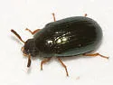 Neomida bicornis