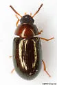 Neomida bicornis - photo 2