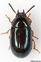 Neomida bicornis - photo 3