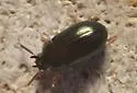 Neomida bicornis - photo 4