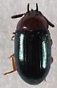 Neomida bicornis - photo 5