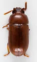 Neomida ferruginea - photo 3