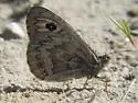Riding's Satyr - Hodges#4603 - photo 5