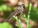 Neomochtherus auricomus - photo 3