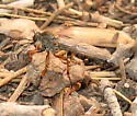 Neomochtherus californicus