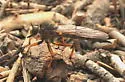 Neomochtherus californicus - photo 2