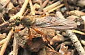 Neomochtherus californicus - photo 3