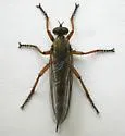 Neomochtherus californicus - photo 4