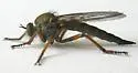 Neomochtherus californicus - photo 5