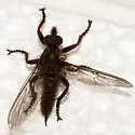 Neomochtherus comosus