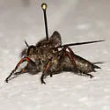 Neomochtherus comosus - photo 2