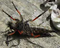 Neomochtherus comosus - photo 4