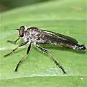 Neomochtherus latipennis