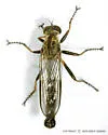 Neomochtherus latipennis - photo 2
