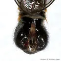 Neomochtherus latipennis - photo 3