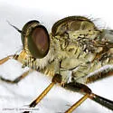 Neomochtherus latipennis - photo 4