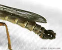 Neomochtherus latipennis - photo 5