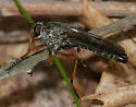 Devon Red-legged Robber Fly