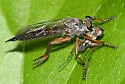 Devon Red-legged Robber Fly - photo 2