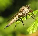 Neomochtherus willistoni