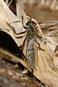 Neomochtherus willistoni - photo 2
