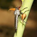 Neomochtherus willistoni - photo 4