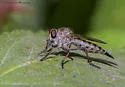 Neomochtherus willistoni - photo 5