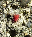 Neomolgus littoralis