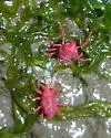 Neomolgus littoralis - photo 2